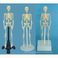 Modelo de anatomia do esqueleto humano para o ensino médico (R020203)